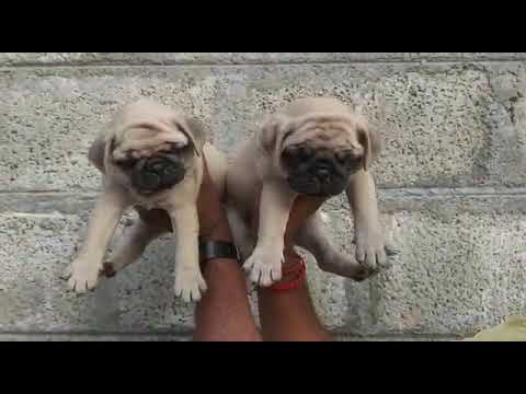 pug dog/45 days puppy/ shorts ❤️