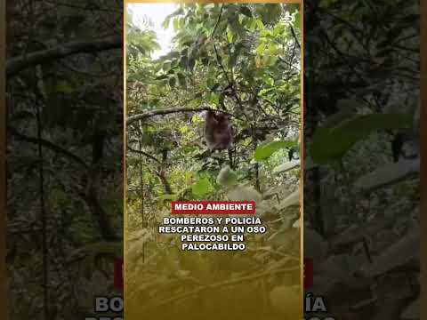 BOMBEROS Y POLICÍA RESCATARON A UN TIERNO OSO PEREZOSO EN PALOCABILDO