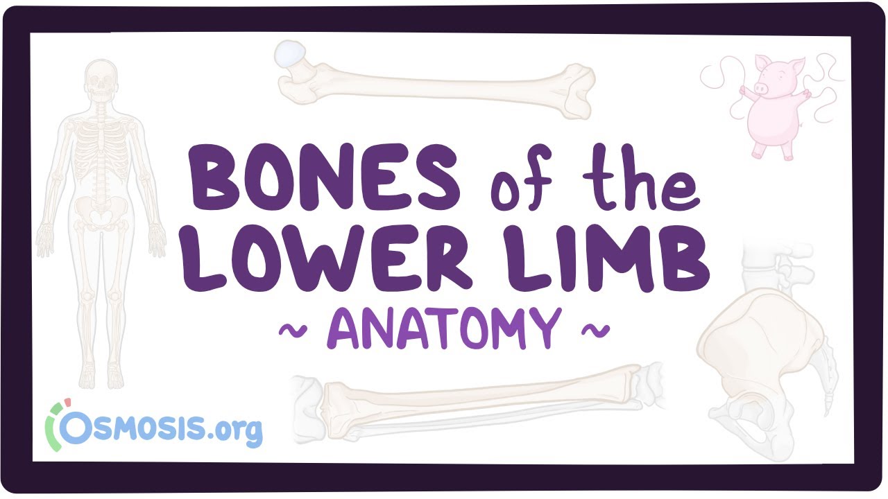 Bones of the lower limb: Anatomy