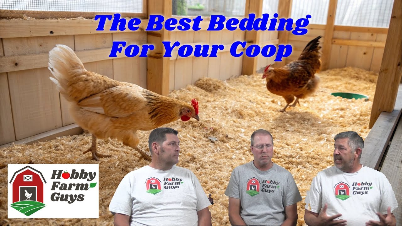 The Best Bedding Materials for Your Chicken Coop - PLUS: Steve's Farm Visitor