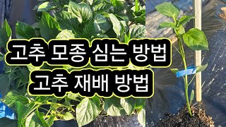 고추 모종 심는방법 #고추 재배 방법