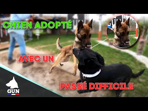 MALINOIS ADOPTÉ AVEC UN PASSÉ DIFFICILE