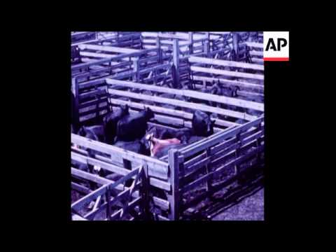 SYND 31 7 71 CHICAGO STOCKYARDS