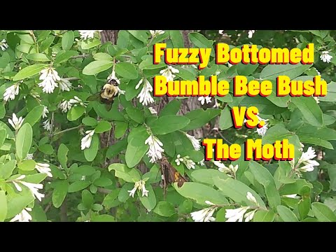 Bumble Bee Vs. Moth