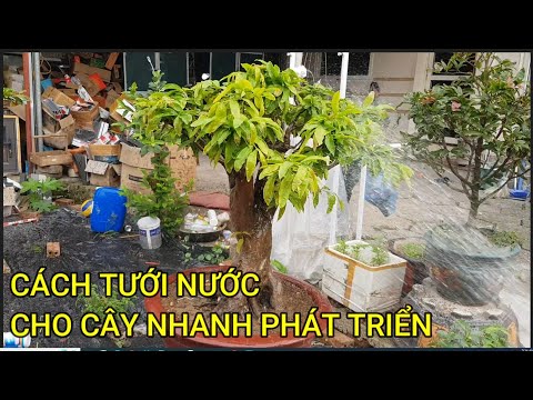 🔴 QBS23415 - CÁCH TƯỚI NƯỚC ĐỂ CÂY MAI NHANH PHÁT TRIỂN | CHĂM SÓC MAI VÀNG MIỀN BẮC THÁNG 3