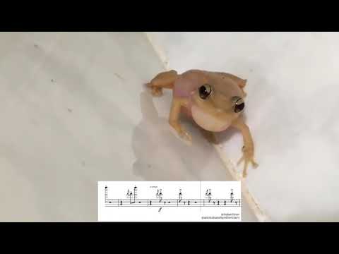 The Coqui Sound - Sing-Along