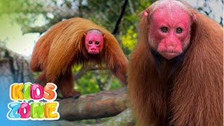 Different Types of Monkeys & Their Sounds for Kids | 30 Famous species of Monkeys on the Earth gameplay video by JulStar, 7:23 duration