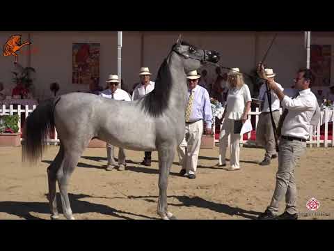 N 84 POSITANO AT   2020 Menton Mediterranean and Arab Countries Arabian Horse Championship   Yearlin