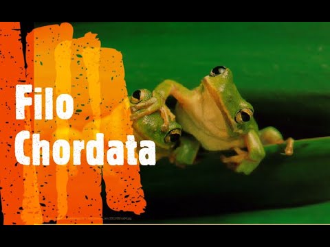 Filo Chordata Geral - Parte A