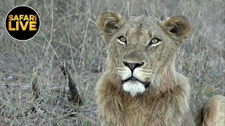 safariLIVE - Sunset Safari - October 18, 2019 safariLIVE - Sunset Safari - October 18, 2019