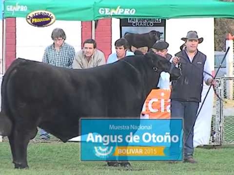 Angus Otoño 2015, Jura de Machos en Pista Central