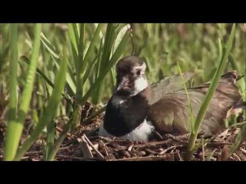 Sielmanns heimische Tiere - Der Kiebitz