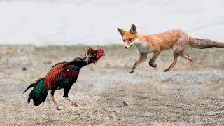 Ce renard regrette davoir attaqué le coq ! Les oi