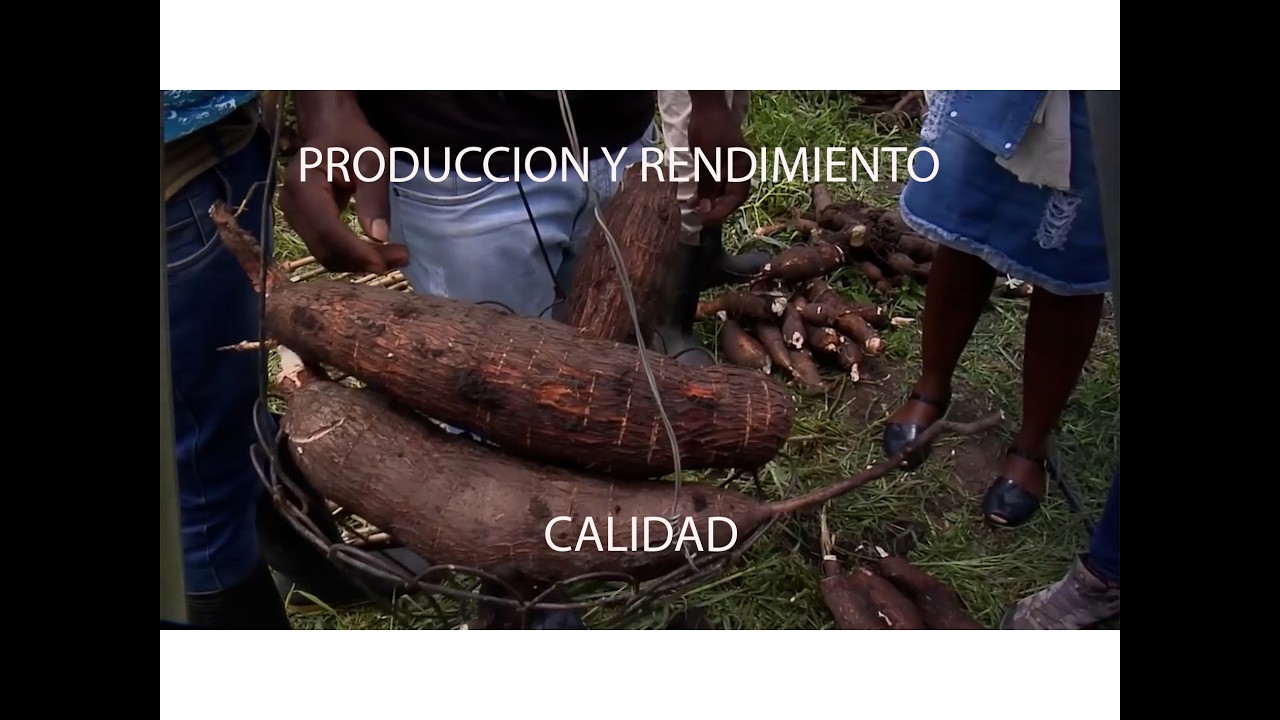 YUCA MEJORAMIENTO GENÉTICO PARA ALMIDÓN Y CONSUMO EN FRESCO AGROSAVIA   PALMIRA   VALLE DEL CAUCA