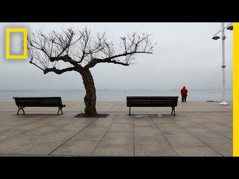 The Secret Lives of Trees | Short Film Showcase