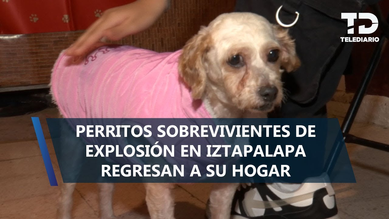 Cereza y Cerecito, perritos sobrevivientes de explosión en Iztapalapa, regresan a su hogar