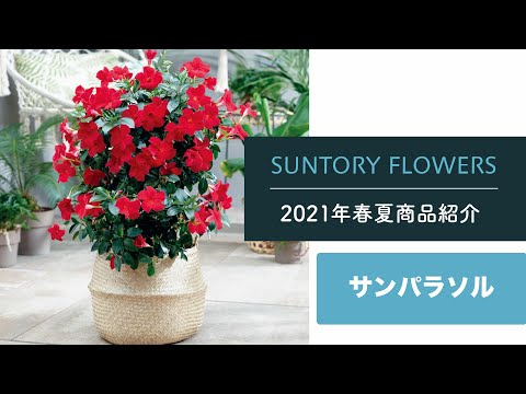 園芸 ナポリのサントリーナ