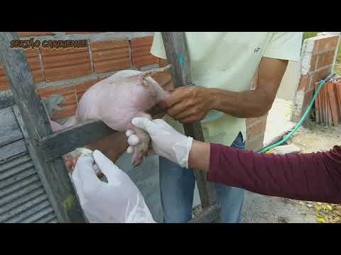 , title : 'Como castrar leitão? Assista e aprenda! 🐷'