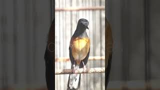 Download lagu murai betina gacor❗murai betina gacor pancing birahi jantan #muraibatu #muraibetinagacor mp3