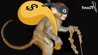 Złodziejskie małpie gangi - jedne kradną, żeby się najeść, inne rabują dla okupu
