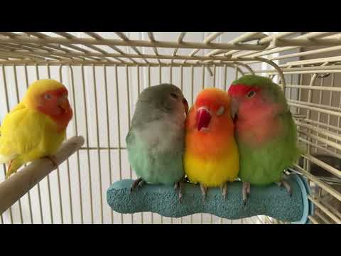 Lovebirds Juju, Fluke, Phoenix, and Jojo