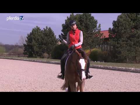 Mein Pferd hat Angst vor anderen Pferden, was tun? | Tipps von Ingrid Klimke | Frag Ingrid