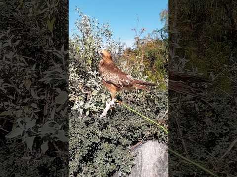 Imperial Eagle hunting and flight display