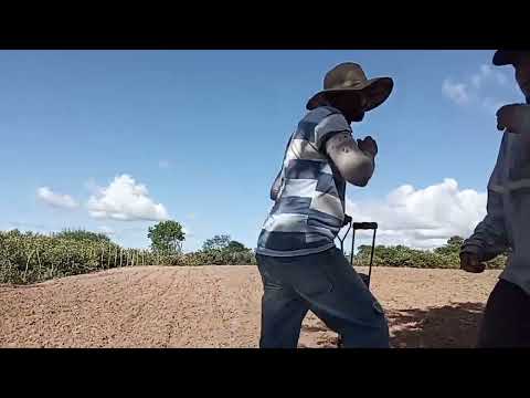 plantação de milho  no risco  sítio fazenda nova araruna PB 10/5/2024