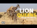 Lion Queens Fighting For Survival Lion Documentary Animal Planet In Hindi