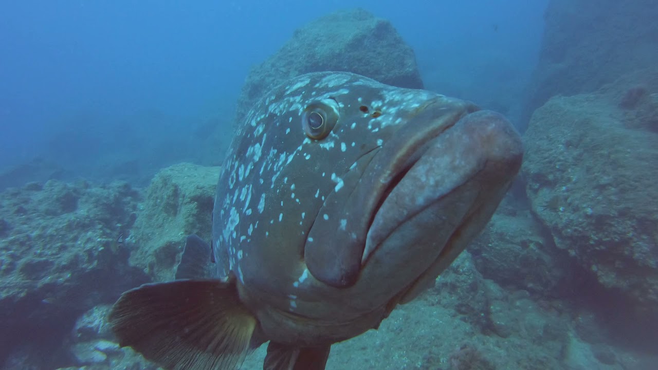 Scuba dive in protected Garajau Marine Reserve.