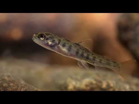 Lebenszyklus Atlantischer Lachs