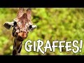 Giraffes!  Learn about Giraffes for Kids