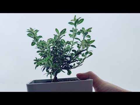 , title : 'HOW TO GROW AND CARE SNOW ROSE/SERISSA FOETIDA || BEST PLANT FOR BONSAI || TREE OF THOUSAND STARS'