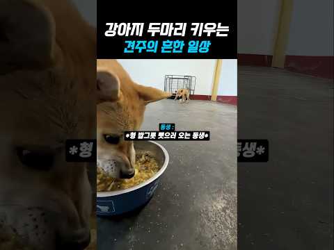 견주의 흔한 일상 #shorts