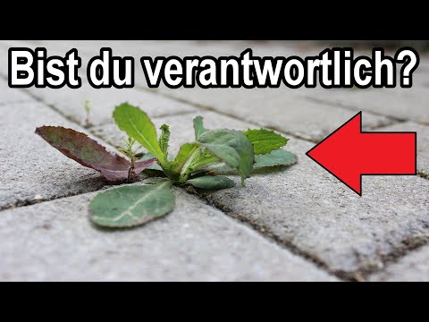 Ist es DEINE Pflicht, Unkraut auf dem Gehweg vor dem Haus zu entfernen?