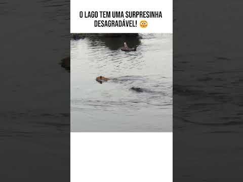 ELE NÃO VIU O QUE ESTAVA NA ÁGUA... O DESTINO DO SIMBA!? 😱🦁