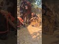 Cow Baffalo Animalfarming Cattleworld Cattlefarming Dairyherd Livestockfarming