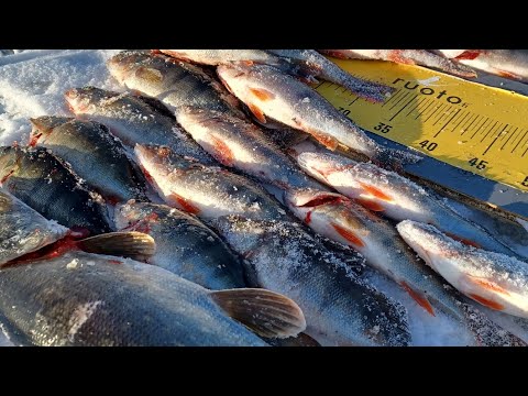 PILKKILIIGA käyntiin ja läjä ahventa @noutobi1780