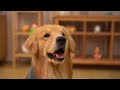 PAWPUP Dog Drying Robe | Soft & Warm Dog Coat | Microfiber Dog Bathrobe | Dog Towel | Robe for Dogs