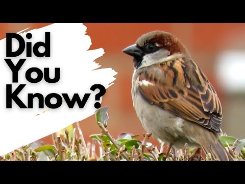 Things you need to know about HOUSE SPARROWS!