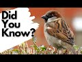 Things you need to know about HOUSE SPARROWS!