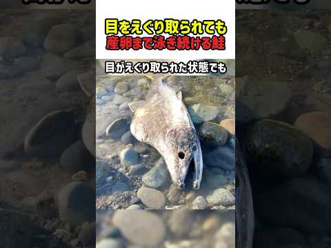 【壮絶】痛みを消して川を上る！我が子のために命を捧げる鮭のラストダンス　#サケ #鮭 #動物の生態 #雑学 #感動 #shorts