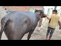 Super Quality 4 दाँत कटड़ा नाम मोनू लोहान अलेवा 