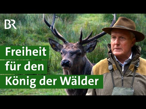 Wie sinnvoll sind Reservate für Hirsche? Diskussion um Jagd auf Rotwild | Unser Land | BR