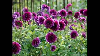 Jonathan Young and Cascada Duet (Every Time We Touch)