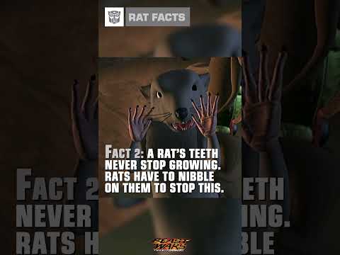 4 Fun Facts about Rats with Rattrap #transformers #beastwars #youtubeshorts
