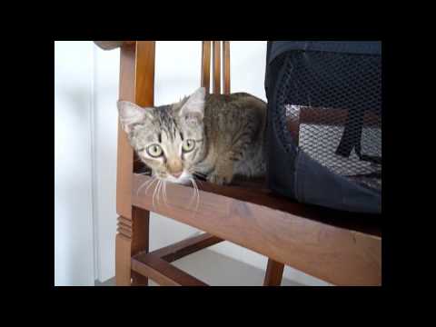 For Adoption: Robina