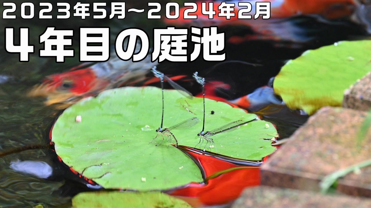 【池作り】池を作ってから４年目