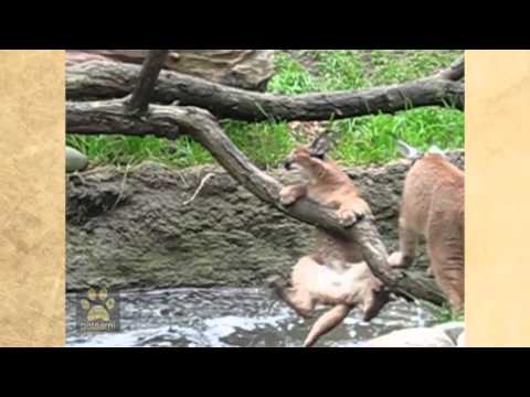 This Day In History Cats Premiers On Broadway (nowtelugu.com)