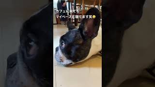 【フレブルカフェ】b design行ってきたよ〜🙋🏻‍♂️ #フレンチブルドッグ #vlog #フレブル #frenchie #shorts
